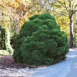 Cryptomeria 'Globosa Nana' Shrub 10 Cryptomeria 'Globosa Nana' Shrub -Fast Growing Trees Cryptomeria Radicans 1 5a013f2a 9f79 4f42 98de 73ba60d03d17