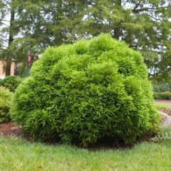 Cryptomeria 'Globosa Nana' Shrub 12 Cryptomeria 'Globosa Nana' Shrub -Fast Growing Trees Cryptomeria Radicans 3