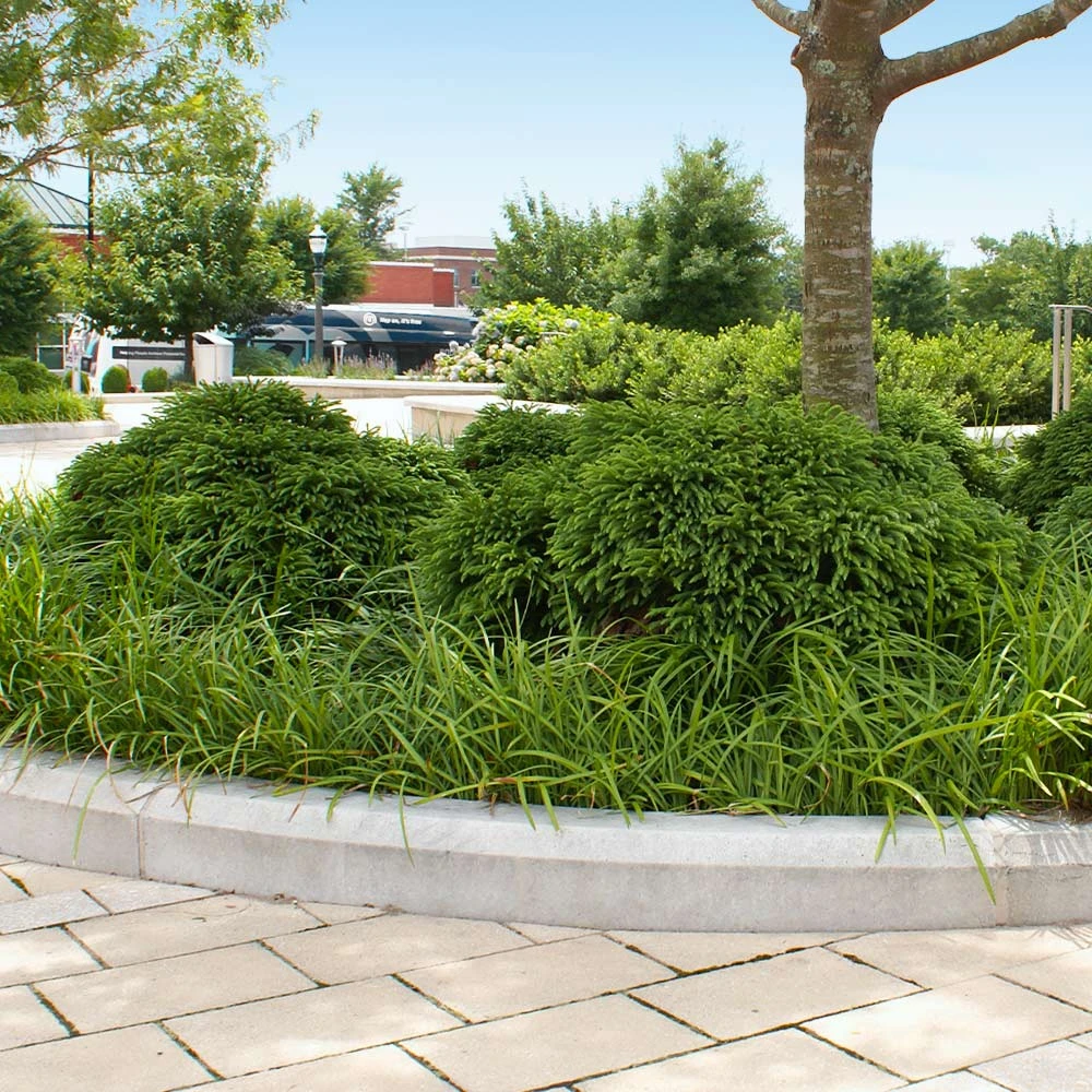 Cryptomeria 'Globosa Nana' Shrub 8 Cryptomeria 'Globosa Nana' Shrub - Image 6