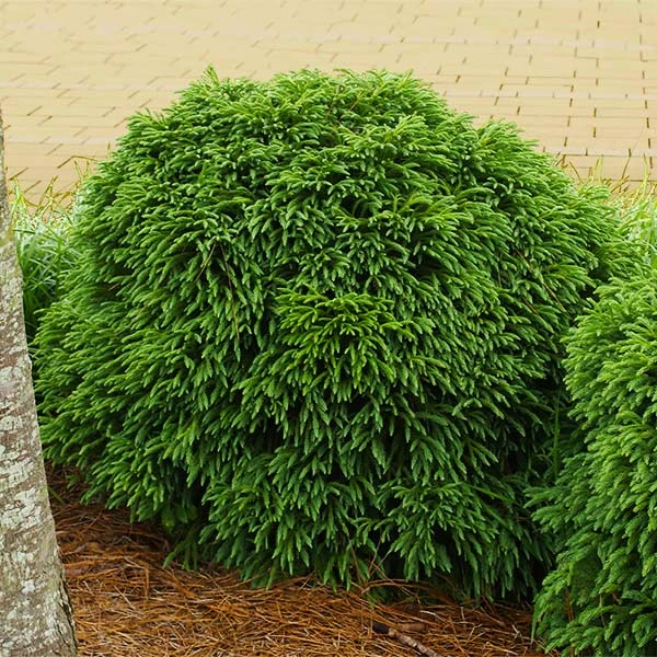 Cryptomeria 'Globosa Nana' Shrub 3 Cryptomeria 'Globosa Nana' Shrub