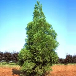 Yoshino Japanese Cedar 8 Yoshino Japanese Cedar -Fast Growing Trees Cryptomeria Yoshino 1