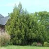 Yoshino Japanese Cedar 1 Yoshino Japanese Cedar -Fast Growing Trees Cryptomeria Yoshino FGT 600x600 f6fd6716 bc05 496c 9aa4 eb10a2750c8f