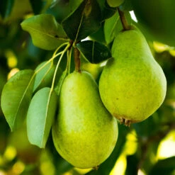 5-in-1 Pear Surprise Tree 10 5-in-1 Pear Surprise Tree -Fast Growing Trees DAnjou Pear 2FGT 73383108 937f 4acd a537 a189c0e02da1