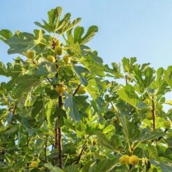 Desert King Fig Tree 8 Desert King Fig Tree -Fast Growing Trees DEsert King FIg 1