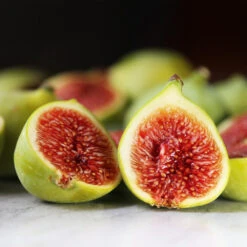 Desert King Fig Tree 9 Desert King Fig Tree -Fast Growing Trees DEsert King FIg 3