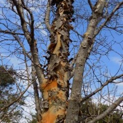 DannaSpire Columnar Elm Tree 13 DannaSpire Columnar Elm Tree -Fast Growing Trees Danaspire Elm 1