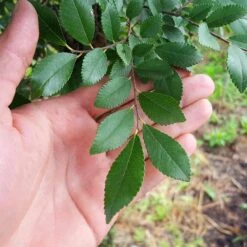 DannaSpire Columnar Elm Tree 10 DannaSpire Columnar Elm Tree -Fast Growing Trees Danaspire Elm 2