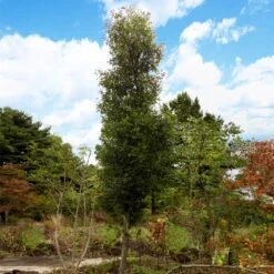 DannaSpire Columnar Elm Tree 11 DannaSpire Columnar Elm Tree -Fast Growing Trees Danaspire Elm 4