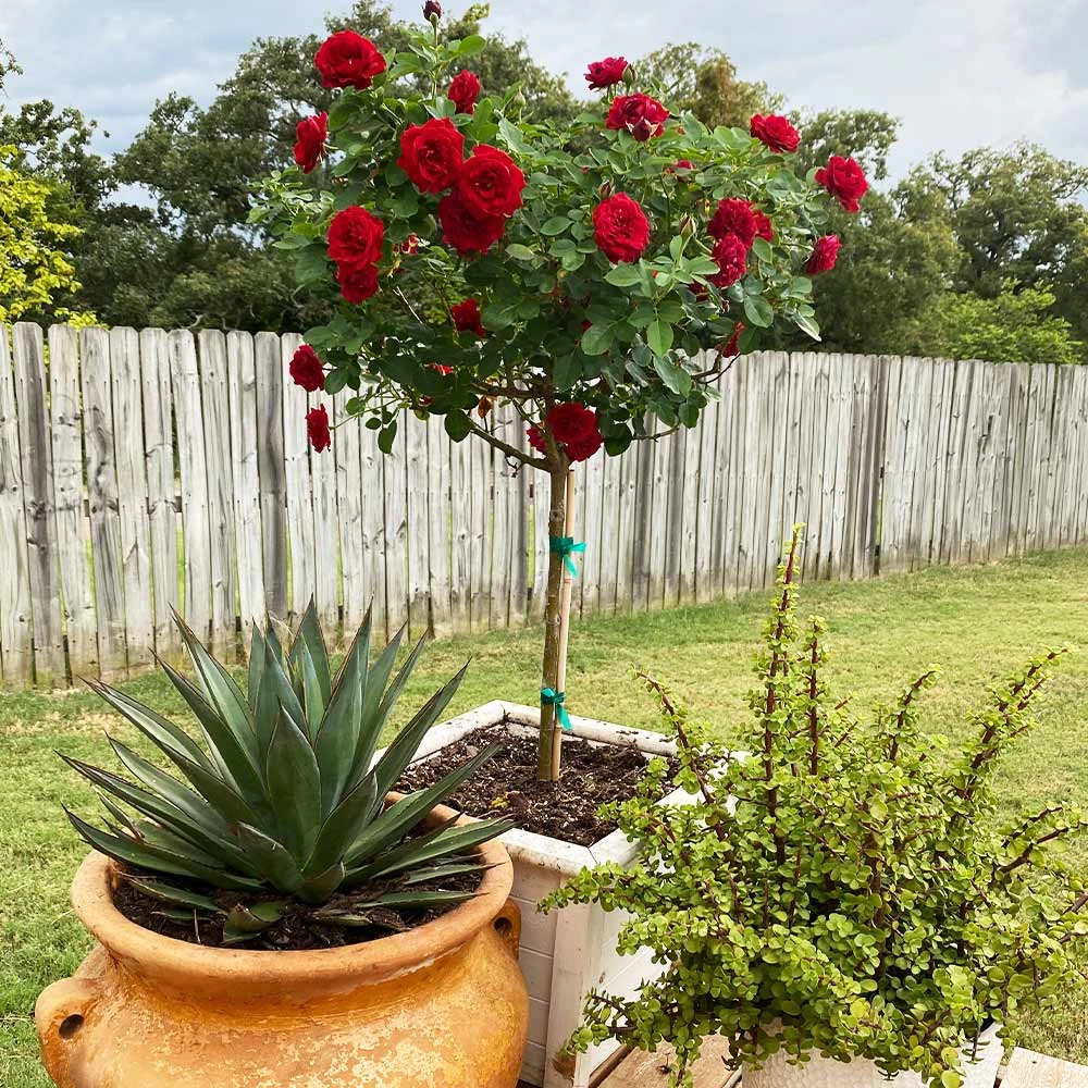 Dancing In The Dark™ Rose Tree 6 Dancing In The Dark™ Rose Tree - Image 4