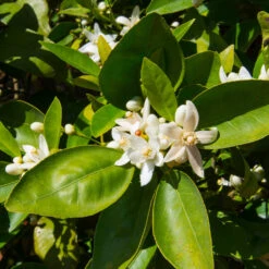 Dancy Tangerine Tree 11 Dancy Tangerine Tree -Fast Growing Trees Dancy Tangerine 7