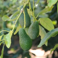 Condo™ Avocado Tree 11 Condo™ Avocado Tree -Fast Growing Trees Day Condo Avocado 4