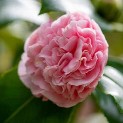 Debutante Camellia 11 Debutante Camellia -Fast Growing Trees Debutante Camellia 3 FGT