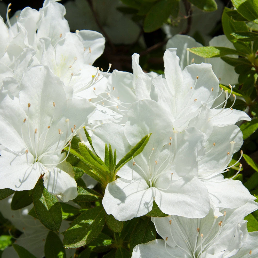 Delaware Valley White Azalea 4 Delaware Valley White Azalea - Image 2