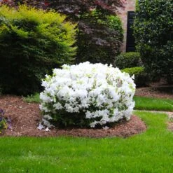 Delaware Valley White Azalea 10 Delaware Valley White Azalea -Fast Growing Trees Delaware Valley Azalea FGT 2