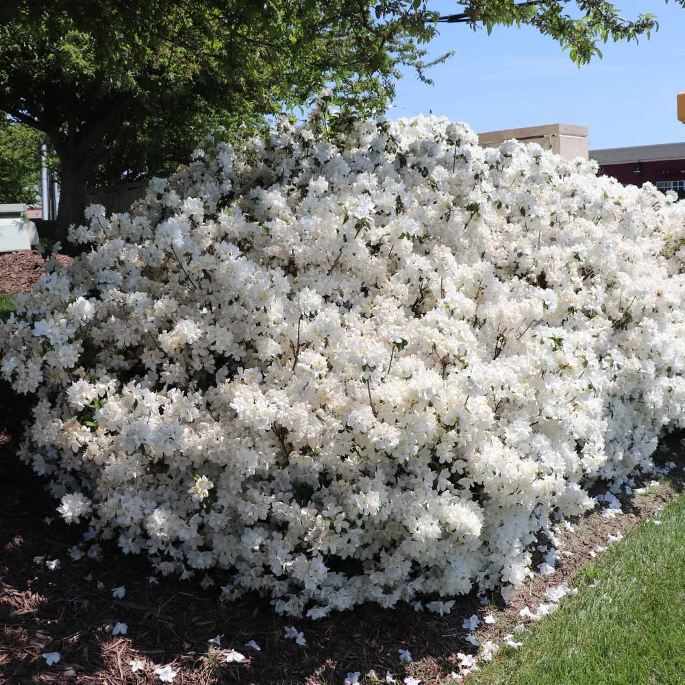 Delaware Valley White Azalea 7 Delaware Valley White Azalea - Image 5