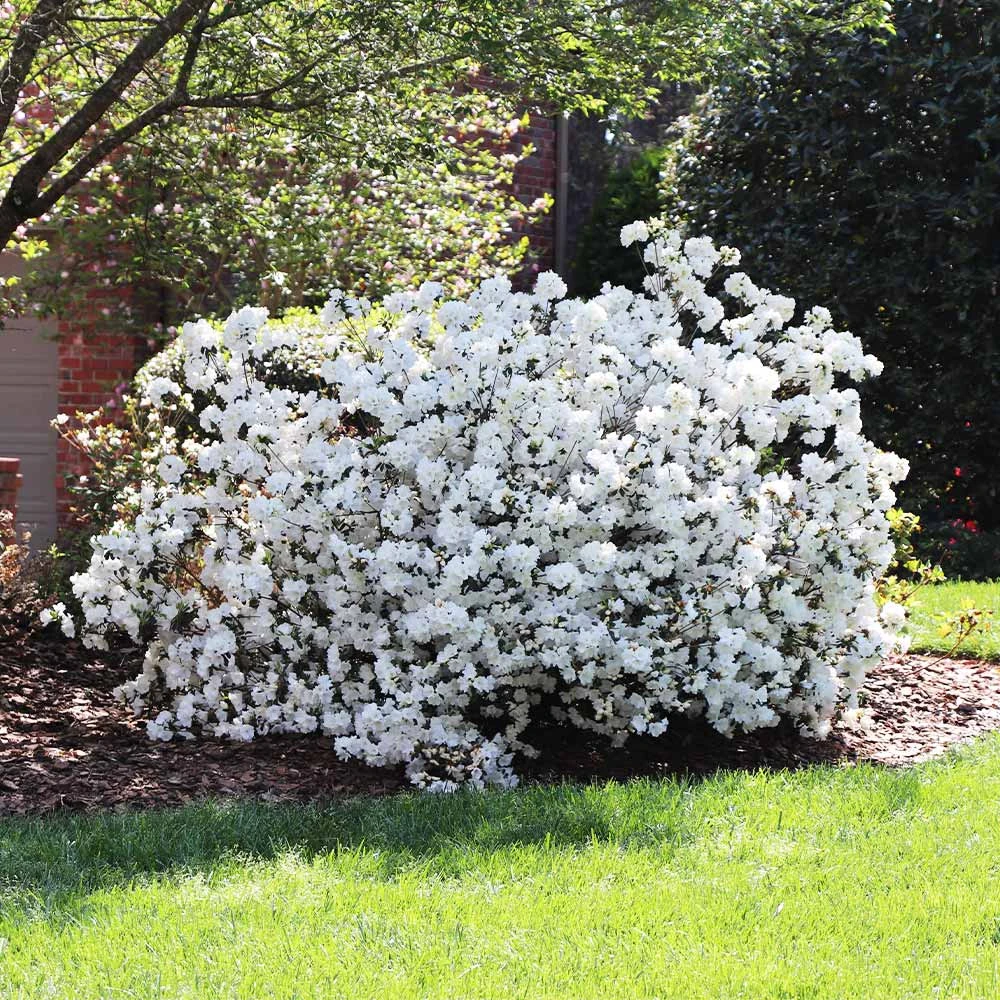 Delaware Valley White Azalea 5 Delaware Valley White Azalea - Image 3