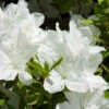 Delaware Valley White Azalea 1 Delaware Valley White Azalea -Fast Growing Trees Delaware Valley Azalea FGT 600x600 00619668 24d4 47d2 8325 74071c92d4ae