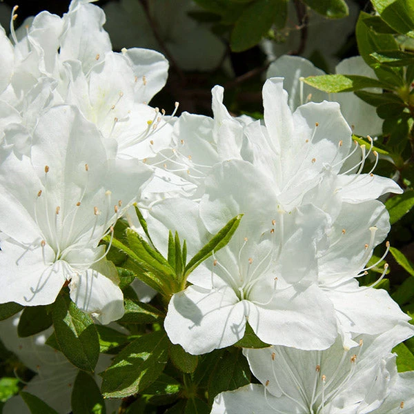 Delaware Valley White Azalea 3 Delaware Valley White Azalea