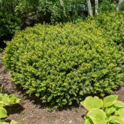 Dense Spreading Yew 8 Dense Spreading Yew -Fast Growing Trees Dense spreading yew 1