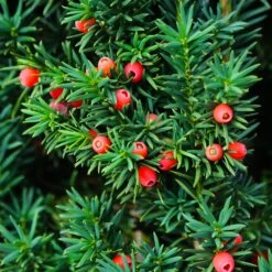 Dense Spreading Yew 9 Dense Spreading Yew -Fast Growing Trees Dense spreading yew 3 FGT