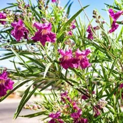 Bubba Jones Desert Willow 8 Bubba Jones Desert Willow -Fast Growing Trees Desert WIllow Bubba Jones 1