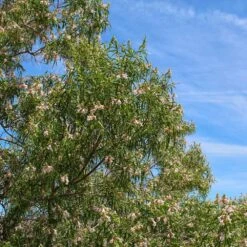 Bubba Desert Willow 8 Bubba Desert Willow -Fast Growing Trees Desert Willow Bubba 1