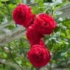 Don Juan Climbing Rose 1 Don Juan Climbing Rose -Fast Growing Trees Don Juan FGT 600x600 0b27ac05 48de 44b5 8180 b48dca5c88de