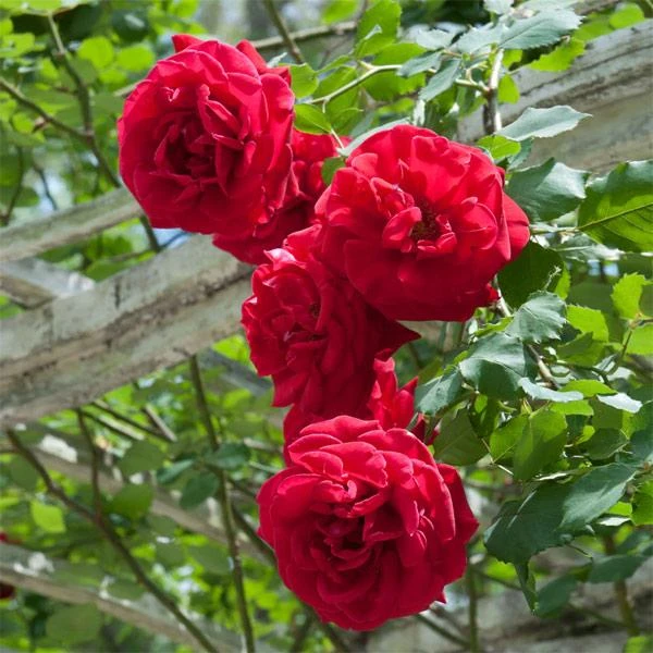 Don Juan Climbing Rose 3 Don Juan Climbing Rose