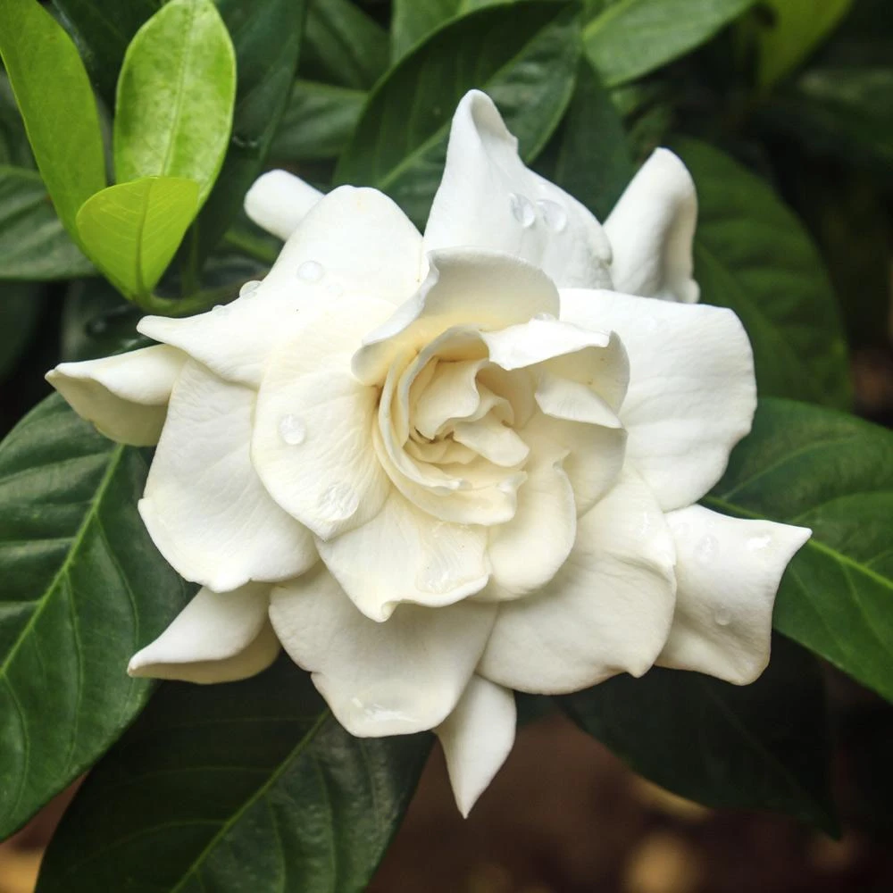 Double Blooming Gardenia Tree 5 Double Blooming Gardenia Tree - Image 3