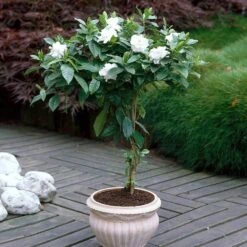 Double Blooming Gardenia Tree 10 Double Blooming Gardenia Tree -Fast Growing Trees Double Blooming Gardenia 6 FGT