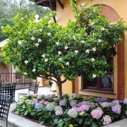 Double Blooming Gardenia Tree 11 Double Blooming Gardenia Tree -Fast Growing Trees Double Blooming Gardenia Tree 6