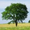 Drake Chinese Elm Tree 2 Drake Chinese Elm Tree -Fast Growing Trees Drake Chinese Elm FGT 600x600 2b0efd71 b52d 4b6b ac94 7851b44048b9