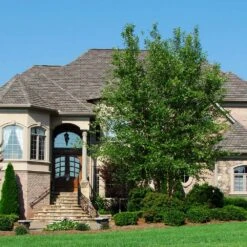 Dura Heat® River Birch 8 Dura Heat® River Birch -Fast Growing Trees Dura Heat River Birch 1