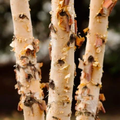Dura Heat® River Birch 9 Dura Heat® River Birch -Fast Growing Trees Dura Heat River Birch 4