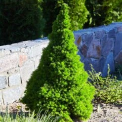 Dwarf Alberta Spruce 9 Dwarf Alberta Spruce -Fast Growing Trees Dwarf ALberta ALberta Spruce 3 FGT