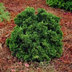 Dwarf Hinoki Cypress Shrub 10 Dwarf Hinoki Cypress Shrub -Fast Growing Trees Dwarf Hinoki Cypress 1