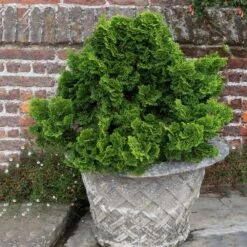 Dwarf Hinoki Cypress Shrub 11 Dwarf Hinoki Cypress Shrub -Fast Growing Trees Dwarf Hinoki Cypress 2