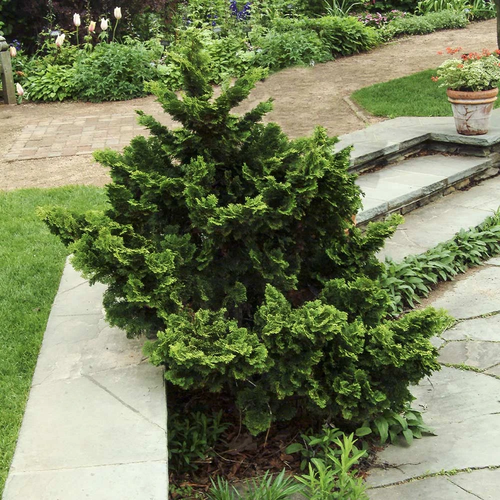 Dwarf Hinoki Cypress Shrub 5 Dwarf Hinoki Cypress Shrub - Image 3