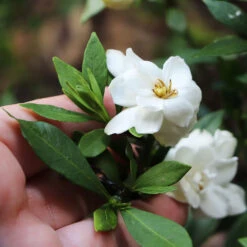Dwarf Radicans Gardenia 9 Dwarf Radicans Gardenia -Fast Growing Trees Dwarf Radicans Gardenia 6
