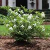 Dwarf Radicans Gardenia 2 Dwarf Radicans Gardenia -Fast Growing Trees Dwarf Radicans Gardenia FGT 600x600 0183027c c1d4 4850 ac73 648c9724bd76