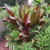 Dwarf Red Banana Tree -Fast Growing Trees Dwarf Red Banana Plant 350 01