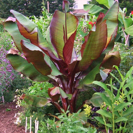 Dwarf Red Banana Tree 4 Dwarf Red Banana Tree - Image 2