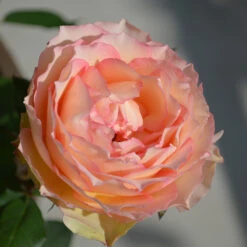 Euphoria® Rose Shrub -Fast Growing Trees EUphoria Rose Tree 2