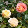 Euphoria® Rose Shrub -Fast Growing Trees EUphoria Rose Tree FGT 600x600 56174138 bf7d 4296 a4d7 af48f72072e8