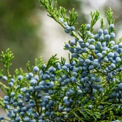 Eastern Red Cedar Tree 9 Eastern Red Cedar Tree -Fast Growing Trees Eastern Red Cedar 2 FGT