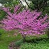 Eastern Redbud 1 Eastern Redbud -Fast Growing Trees Eastern Redbud FGT 600x600 5676e569 3a04 4cdf b06a 7047e5db4442