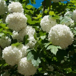 Eastern Snowball Bush 6 Eastern Snowball Bush -Fast Growing Trees Eastern Snowball 3 FGT
