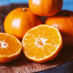 EasyPeel Clementine Tree 8 EasyPeel Clementine Tree -Fast Growing Trees Easy Peel Clementine 4 FGT