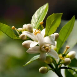 EasyPeel Clementine Tree 9 EasyPeel Clementine Tree -Fast Growing Trees Easy Peel Clementine 5