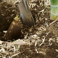 Edible Bamboo Plant -Fast Growing Trees Edible Bamboo 5 FGT